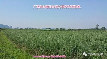 牧草养视频,绿色生态农业新篇章